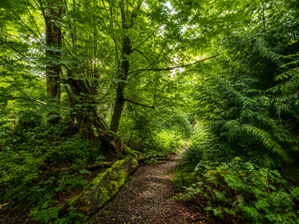 Forest path surrounded by lush green trees, representing self-discovery, personal growth, and the journey toward inner balance.
