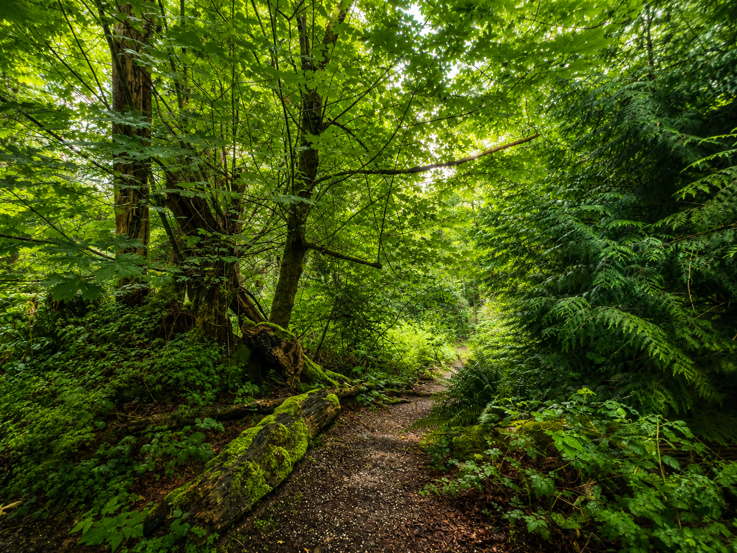 Sendero entre árboles en un bosque que simboliza el inicio de un camino de bienestar y crecimiento personal.